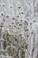 Phlomis anatolica Lloyd's Variety in the frost - Spent Large-flowered Jerusalem sage in the frost