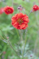 Geum 'Fiery Tempest' - May