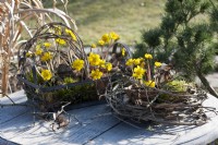 Winter bulbs in clay pots in a wreath of clematis vines and a wire basket, decorated with maple twigs and moss