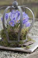 Crocuses 'Lilac Beauty' in moss wreath under a crown