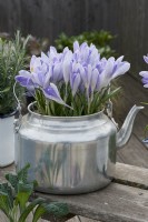 Crocuses 'Lilac Beauty' in a silver tea kettle