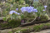 Crocuses 'Blue Pearl' 'Lilac Beauty' in moss on bark, in between sprouting hyacinths and checkerboard flower