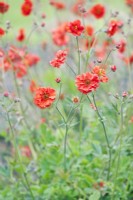Geum 'Fiery Tempest' - May