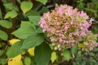 Hydrangea paniculata 'Limelight' showing autumn colouring