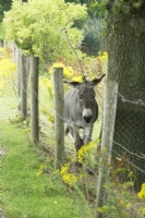Donkey along the country road.