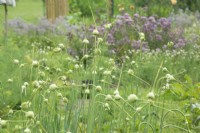 Allium -Garlic plants in vegetable garden.