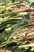 Harvested Rhubarb: 'Goliath' green.