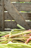 Harvested Rhubarb: 'Goliath' green in wooden crates.