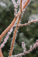 Acer pensylvanicum Erythrocladum - Red Branched Moosewood Maple tree in the frost