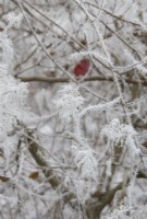 Cotinus coggygria - Smoke tree branches in the frost