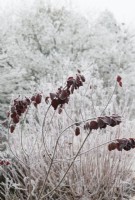 Cotinus coggygria - Smoke tree foliage in the frost