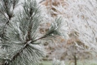 Pinus durangensis - Durango pine foliage in the frost