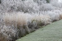 Glasshouse border in the frost at RHS Wisley gardens