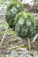 Frost on Brassica-Kale 'Lerchenzungen' in vegetable garden in winter.