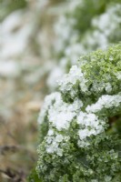 Frost on Brassica-Kale 'Lerchenzungen' in winter.