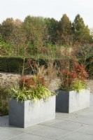 Mixed planting of trees underplanted with perennials in a pair of rectangular concrete containers.