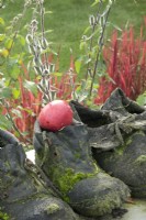 Old moss-covered working shoes in a row with red apple as decoration on wall in garden.