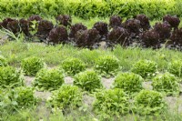 Lettuce in vegetable garden.