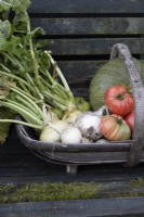 A wooden trug of home grown vegetable produce sits on a wooden bench. Produce includes squash, tomatoes, onions, apples and kohl rabi. Autumn.