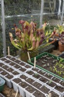 A variety of flower and vegetable seedlings including sweet peas and cerinthe grow in seed trays in a greenhouse in front of a crimson pitcher plant, Sarracenia leucophylla, purple trumpet-leaf, white pitcher plant. Autumn.