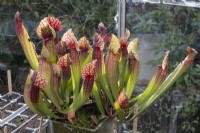 A crimson pitcher plant, Sarracenia leucophylla, purple trumpet-leaf, white pitcher plant grows in a  greenhouse. Autumn.