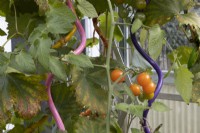 Tomato plants grow up colourful, curly plant stakes. Autumn.