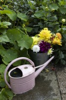 A variety of cut dahlias in a metal bucket amongst dahlia and nasturtium foliage. A pink metal watering can sits in front of the bucket. Autumn.