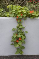 A trailing and flowering nasturtium, tropaeolum, plant tumbles over a white retaining wall.  Autumn.