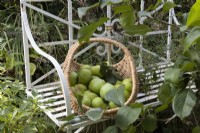 A basket full of apples, malus, sits on a white metal bench next to an apple bough. Autumn.