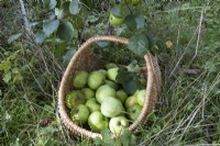A wicker basket full of apples sits on the grass under an apple bough. Autumn.