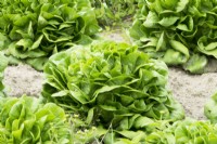 Lettuce Salanova green in vegetable garden.
