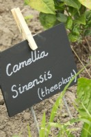 Nameplate with clothespin Camellia Sinensis.