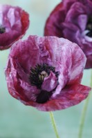 Papaver rhoeas  'Pandora'  Poppy grown using seed saved from last year's plants  One colour from mixed  June
