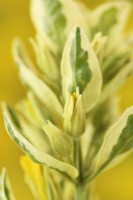 Lysimachia punctata  'Alexander'  Variegated loosestrife flower bud  June
