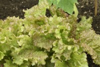 Lactuca sativa  'Red Velvet'  Lettuce grown in shaded greenhouse  June

