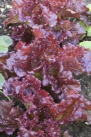 Lactuca sativa  'Red Velvet'  Lettuce grown in full sun  June
