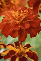Tagetes patula  Durango Red  'Pas221545'  French marigold  Durango Series  Flower fading with age  August
