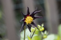 Dahlia Honka Black, Verrone's Obsidian, flower head. June.