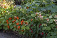 Tropaeolum majus growing at edges of vegetable garden with runner beans and a woven willow fence