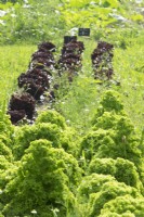 Kale and Lettuce in vegetable garden.