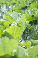 Rhubarb: 'Goliath' green.