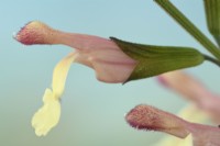 Salvia  'La Mancha'  Sage  June
