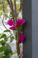 Close up of a pink Bougainvillea growing up a post.