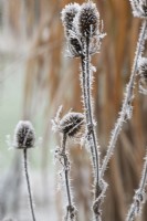 Dipsacus fullonum - Spent Teasel in the frost