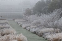 Glasshouse border in the frost and fog at RHS Wisley gardens