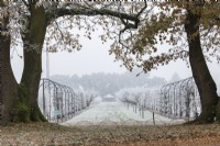 Quercus robur - Looking through Oak trees in the frost to the fruit field at RHS Wisley Gardens