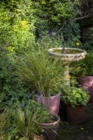 Collection of containers filled with summer plants in small garden patio.  Birdbath behind.