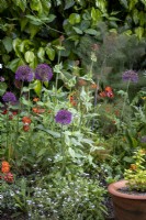 Cottage garden border with Geum 'Mrs J Bradshaw', Allium 'Purple Sensation' and Red Valerian