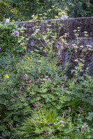 Overgrown and informal small town garden border, with Geranium 'Mourning Widow' and Cenolophium denudatum, Baltic Parsley