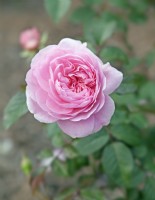 Rosa_'Silas Marner' - August